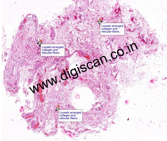 Digital Histophysiology, Histology & Pathology Slides Set